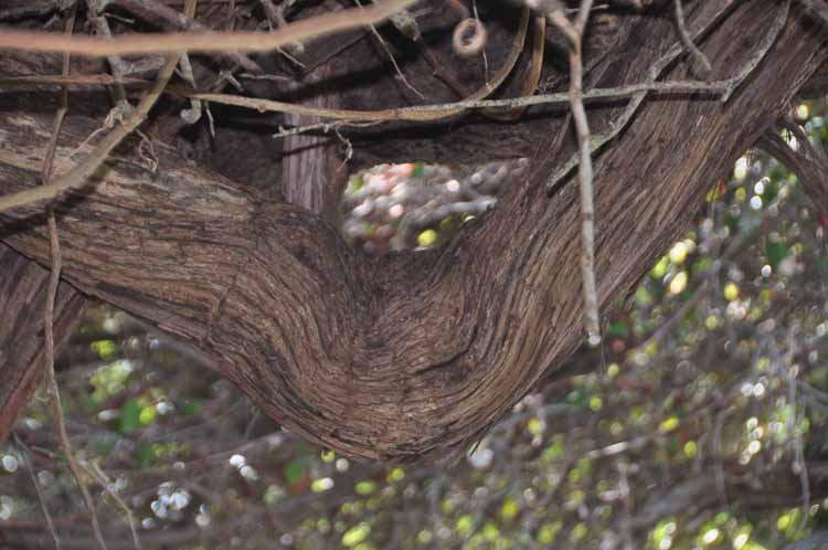 trees